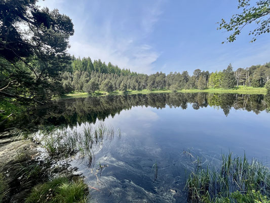 Der kleine See liegt mitten im Wald