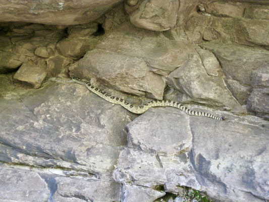 Man ist nie alleine unterwegs, Western Diamondback Rattlesnake