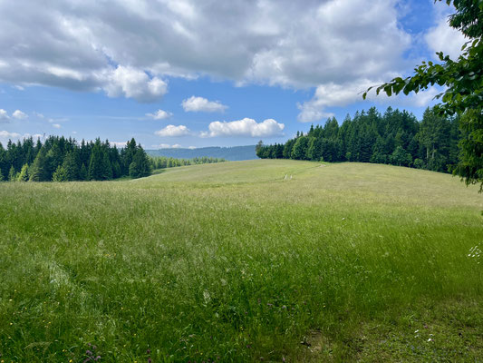 Wiesen 