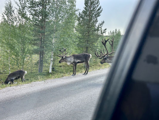 Rentiere auf unserm Weg nach Lappland