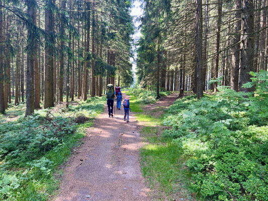 Bis es endlich wieder in den Wald