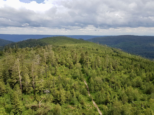 Blick vom Turm auf den Schwarzwald 