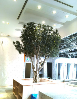 大型フェイクグリーンの高さ3.7ｍです。東京都内のシェアオフィスにあります。