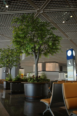 大型フェイクグリーンのケヤキ高さ3.5ｍです　成田国際空港ターミナルに設置しています。