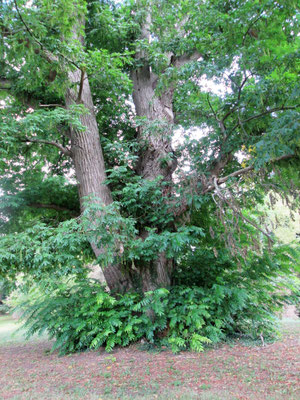 Les Jardins de Paris