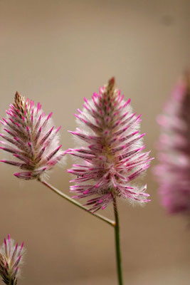 Trockenblumen Kurs