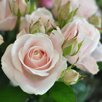 Rosenbox Kurs selber gestalten