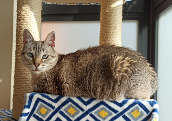 CUQUI, con unos preciosos ojos azules, llegado el momento de su comida húmeda, la primera de la fila y te lo dice :) es tranquila y le encantan las caricias.