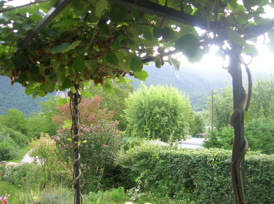 Pergola pour kiwi