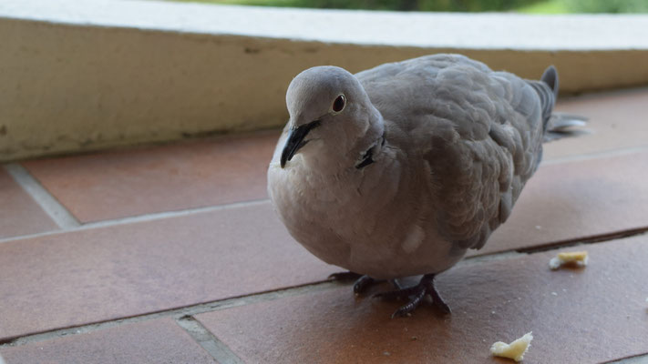 Helfer beim Essen