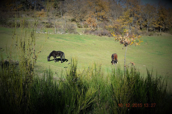 Foxi und Leo