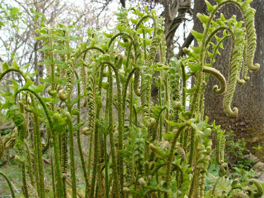 シダ植物目録 Gartchen ページ シダ植物目録 Gartchen ページ