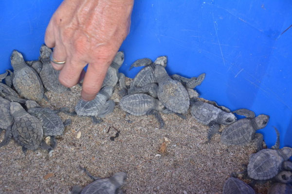 Ganz frisch geschlüpfte Meeresschildkröten