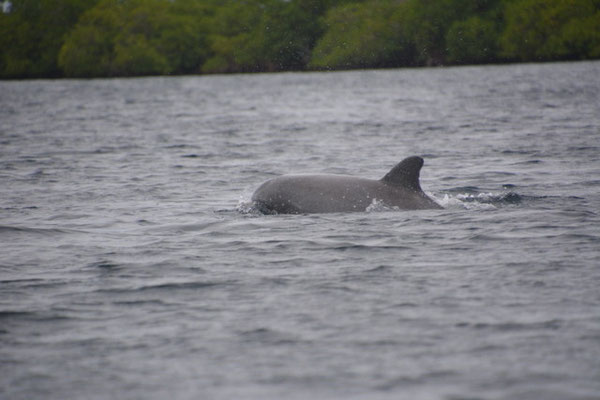 Delfin in der Dolphinbay