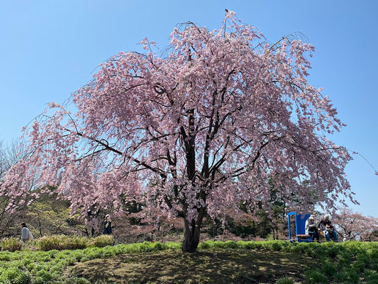 しだれ桜が見事でした。