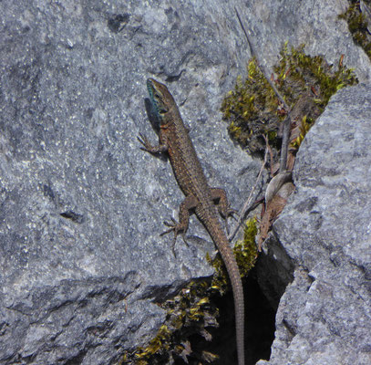 Dalmatische kielhagedis (Algyroides nigropunctatus)