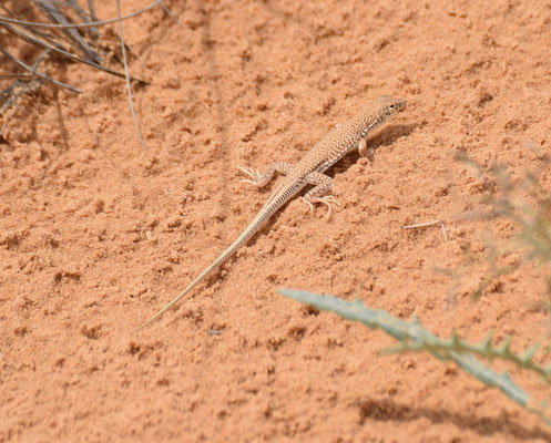 Acanthodactylus aegyptius