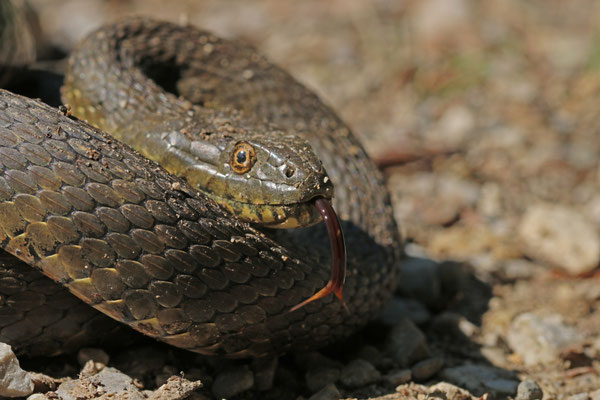 dobbelsteenslang (Natrix tessellata)