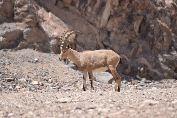 Nubische steenbok