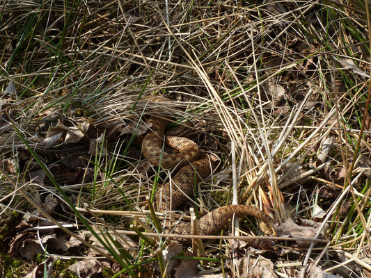 Vipera berus - adder vrouw