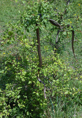 esculaapslang (Zamenis longissimus)