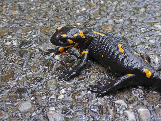 vuursalamander (Salamandra salamandra)