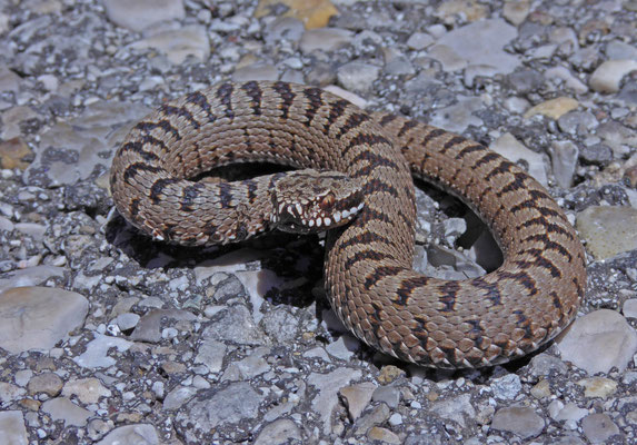 Bosnische adder (Vipera berus bosniensis)