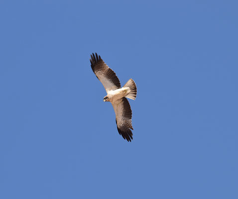 Dwergarend - Booted Eagle