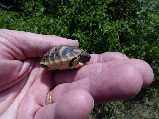 baby Griekse landschildpad (Testudo hermanni boettgeri)