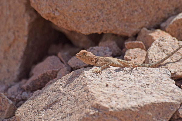 Pseudotrapelus sinaitus