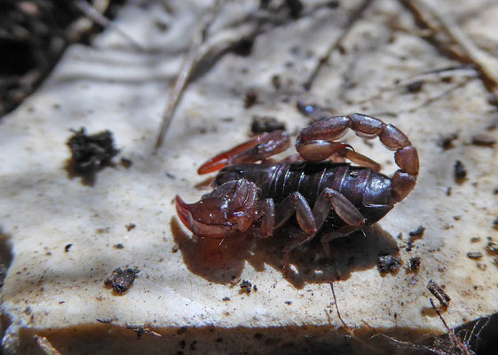 Euscorpius hadzii/italicus