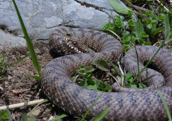 Bosnische adder (Vipera berus bosniensis)