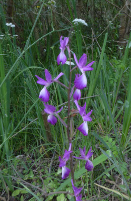ijle moerasorchis - Orchis laxiflora