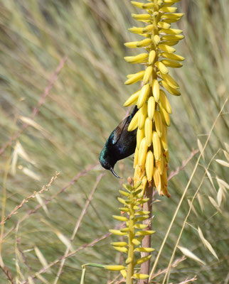 Palestijnse honingzuiger - Palestine Sunbird