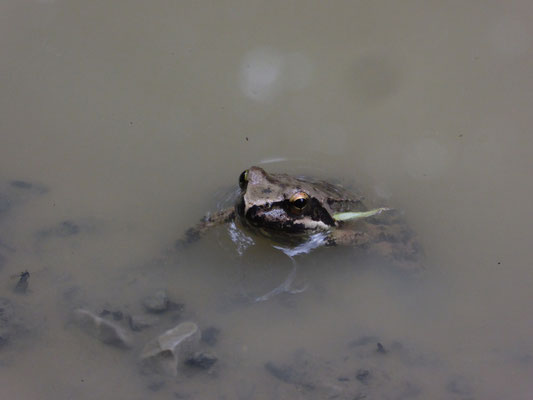 Griekse beekkikker (Rana graeca)