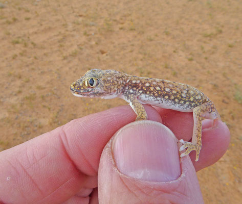 Stenodactylus petrii