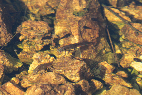 kleine watersalamander (Lissotriton vulgaris graeca)