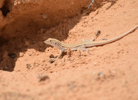 Acanthodactylus boskianus asper