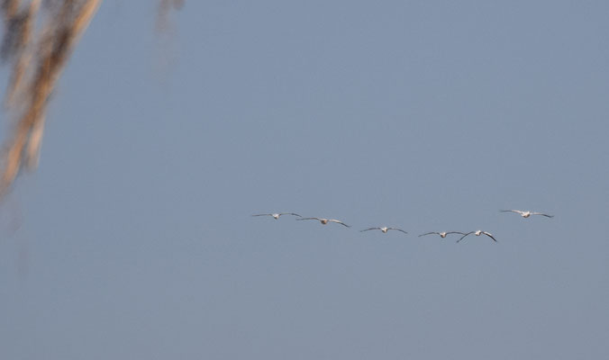 Roze pelikaan - White Pelican