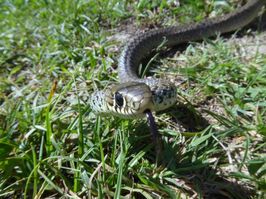 Balkantoornslang (Hierophis gemonensis)