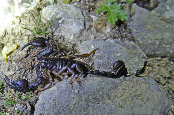 Euscorpius hadzii/italicus