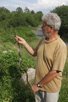 Ruud met gevangen esculaapslang (Zamenis longissimus)