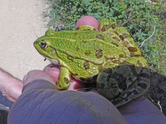 Pelophylax ridibunda/shqipericus