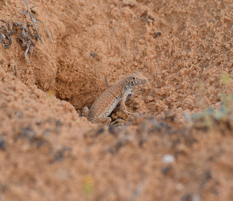 Acanthodactylus scutellatus