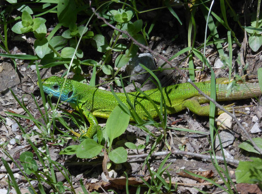 oostelijke smaragdhagedis (Lacerta viridis)