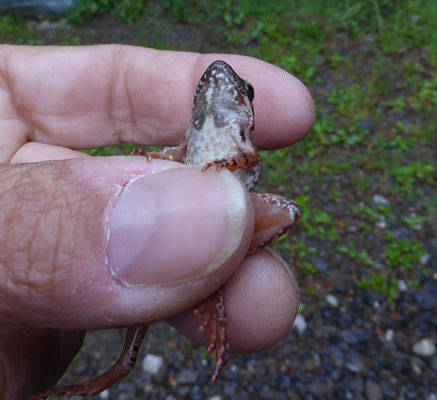 Griekse beekkikker (Rana graeca)