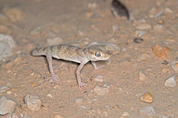 Stenodactylus sthenodactylus 