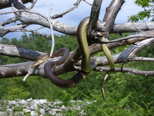 esculaapslang (Zamenis longissimus)