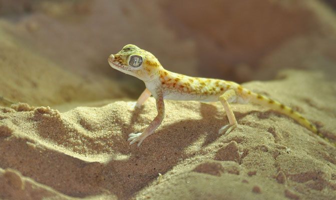 Stenodactylus doriae