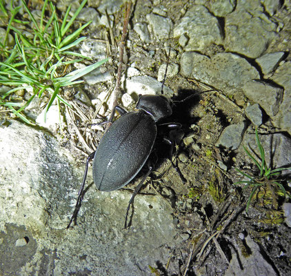 Carabus coriaceus